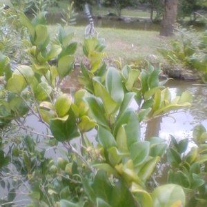 Meet your Posher, Phyllis